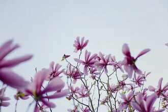 Spring Beneath the Magnolia Canopy, Germany – wall art by Nadja Jacke as Poster or Acrylic Glass Print