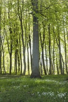 Spring Forest with Chickweed Blossoms and Fresh Foliage, Denmark – wall art by Nadja Jacke as Poster or Acrylic Glass Print