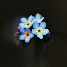 Forget-me-not II, Germany – wall art by Manuela Deigert as Poster or Acrylic Glass Print