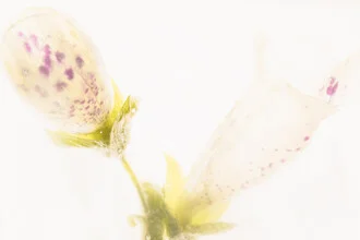 Fingerhut-Blüten in Eis, Deutschland – Fotokunst von Marc Heiligenstein als Poster oder Acrylglasbild