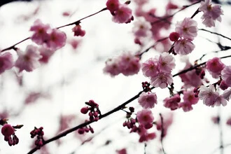 Spring branches, Germany – wall art by Manuela Deigert as Poster or Acrylic Glass Print