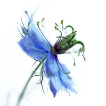 Offenheit, Deutschland – Fotokunst von Manuela Deigert als Poster oder Acrylglasbild