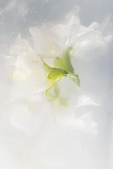 Tanz der weißen Wicken in kristallklarem Eis, Deutschland – Fotokunst von Marc Heiligenstein als Poster oder Acrylglasbild
