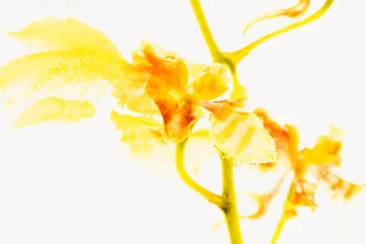 Oncidium in Eis 2, Deutschland – Fotokunst von Marc Heiligenstein als Poster oder Acrylglasbild