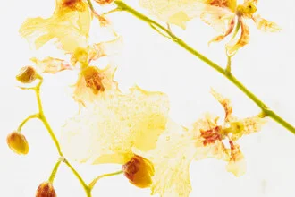 Gelb-Rote Oncidium in Eis, Deutschland – Fotokunst von Marc Heiligenstein als Poster oder Acrylglasbild