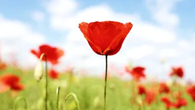 Rote Mohnblumen, Deutschland – Fotokunst von Manuela Deigert als Poster oder Acrylglasbild