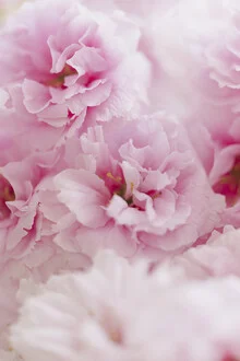 Cherry Blossoms in Full Bloom, Germany – wall art by Nadja Jacke as Poster or Acrylic Glass Print