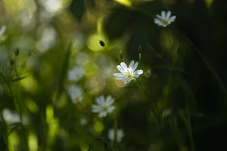 Chickweed in Backlight, Germany – wall art by Nadja Jacke as Poster or Acrylic Glass Print