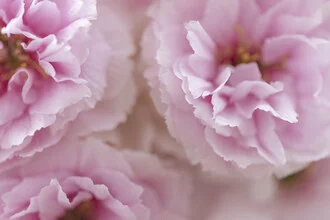 Among the Cherry Blossoms, Germany – wall art by Nadja Jacke as Poster or Acrylic Glass Print