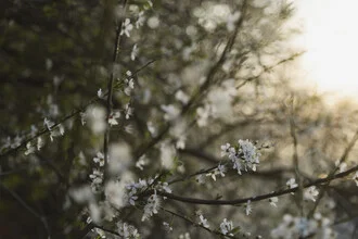 Blackthorn Blossoms at Sunset, Germany – wall art by Nadja Jacke as Poster or Acrylic Glass Print