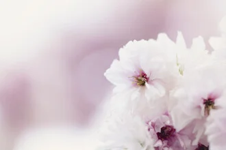 Light Cherry Blossoms with Soft Background, Germany – wall art by Nadja Jacke as Poster or Acrylic Glass Print