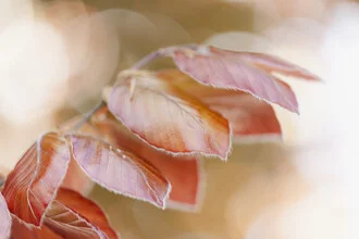 Copper Beech Leaves in Backlight, Germany – wall art by Nadja Jacke as Poster or Acrylic Glass Print