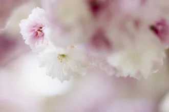 White Cherry Blossom with Pastel Background, Germany – wall art by Nadja Jacke as Poster or Acrylic Glass Print