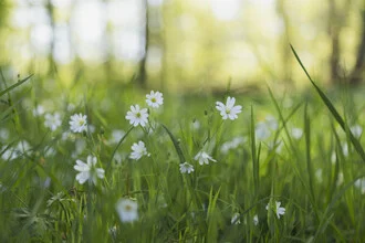 Chickweed on the Forest Floor, Germany – wall art by Nadja Jacke as Poster or Acrylic Glass Print