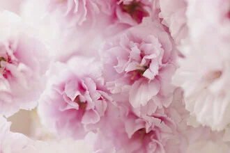 Kirschblüten in weicher Unschärfe, Deutschland – Fotokunst von Nadja Jacke als Poster oder Acrylglasbild