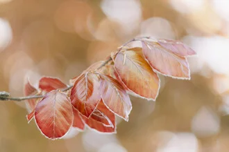 Young Copper Beech Leaves in Spring, Germany – wall art by Nadja Jacke as Poster or Acrylic Glass Print