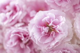 Cherry Blossom, Germany – wall art by Nadja Jacke as Poster or Acrylic Glass Print