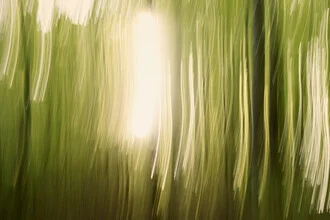 Sunlight Between the Trees, Germany – wall art by Nadja Jacke as Poster or Acrylic Glass Print