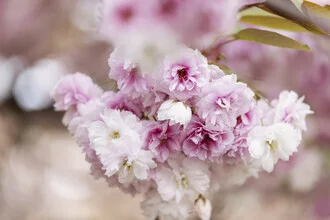 Lush Cherry Blossoms in Pink, Germany – wall art by Nadja Jacke as Poster or Acrylic Glass Print