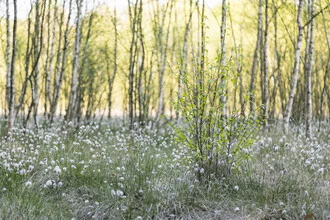 Young Birch in Cottongrass, Germany – wall art by Nadja Jacke as Poster or Acrylic Glass Print