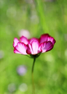 Pink summer glow, Germany – wall art by Manuela Deigert as Poster or Acrylic Glass Print
