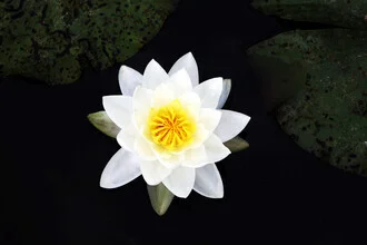 Manuela Deigert, White water lily - Germany, Europe