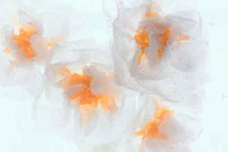 Blüten der Tazette in Eis, zarte Details und sanfte Farben im Makroformat