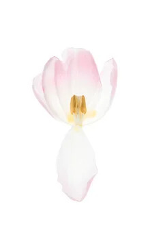 Pastellfarbene Tulpenblüte in sanften Tönen, strahlt Leichtigkeit und Eleganz aus