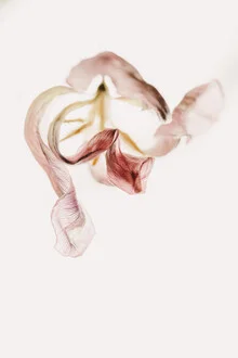 Fotokunst von Anke Dörschlen: vertrocknete Tulpenblüte in sanften Pastellfarben