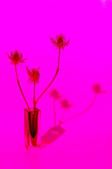 Fotokunst von Anke Dörschlen: leuchtende Pinktöne in einer Blumenvase