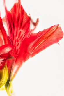 Fotokunst von Marc Heiligenstein: Blüte einer Inkalilie in klarem Eis