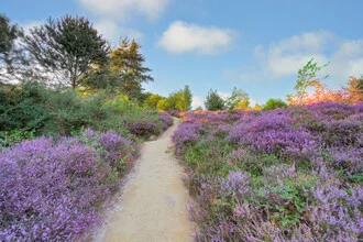 Weg durch blühende Heide in der Provinz Gelderland, entspannte Sommerstimmung