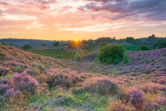 Fotokunst von Michael Valjak: Abendstimmung im Nationalpark Veluwezoom, sanfte Hügel und blühende Heide.