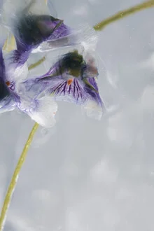 Macro shot of an Australian violet frozen in clear ice.