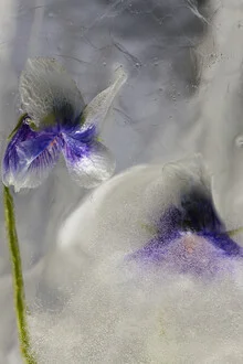 Photo art by Marc Heiligenstein: Australian violet blossoms captured in ice