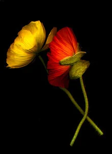 Fotokunst von Ramona Reimann: zarte Mohnblume in leuchtenden Farben