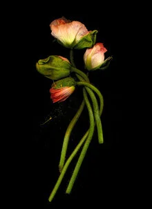 Fotokunst von Ramona Reimann: zarte Mohnknospe in sanften Rosa-Tönen