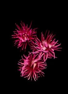 Fotokunst von Ramona Reimann: zarter Blumenstrauß mit leuchtenden Farben
