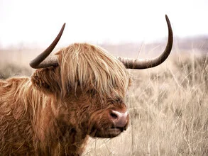 Photo art by Gal Pittel: a cute Highland cow on a farm