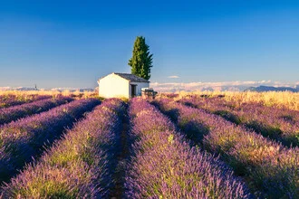 Photo art by Achim Thomae: Lavender fields in southern France bathed in summer light