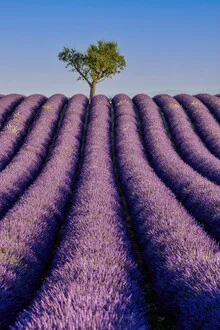 Photo art by Achim Thomae: Lavender field in southern France under a blue sky