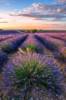 Photo art by Achim Thomae: sunset over lavender fields in southern France