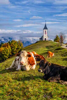 Photo art by Achim Thomae: autumn landscape with cows and clouds in Slovenia