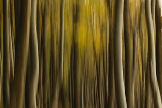 Blurred image of an autumn beech forest showcasing flowing structures