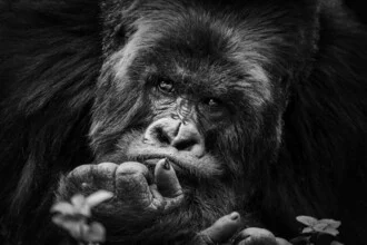 Wall art: encounter with a mountain gorilla in the wilderness of Rwanda