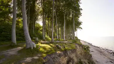 Fotokunst von Norbert Gräf: mystischer Gespensterwald mit sanftem Licht