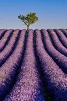 Photo art by Achim Thomae: blooming lavender field in Southern France
