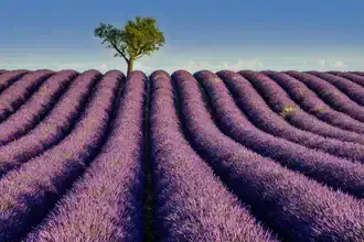 Photo art by Achim Thomae: Lavender field in Provence, soft purple blooms in summertime