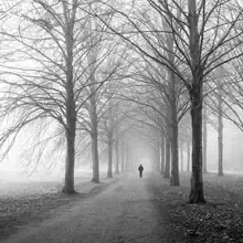 Photo art by Christian Janik: row of trees in autumn fog