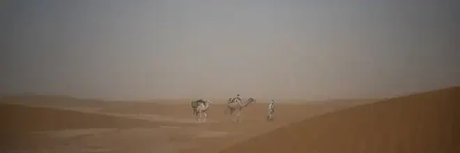 Photo art by Dennis Wehrmann: serene caravan of camels in the Sahara